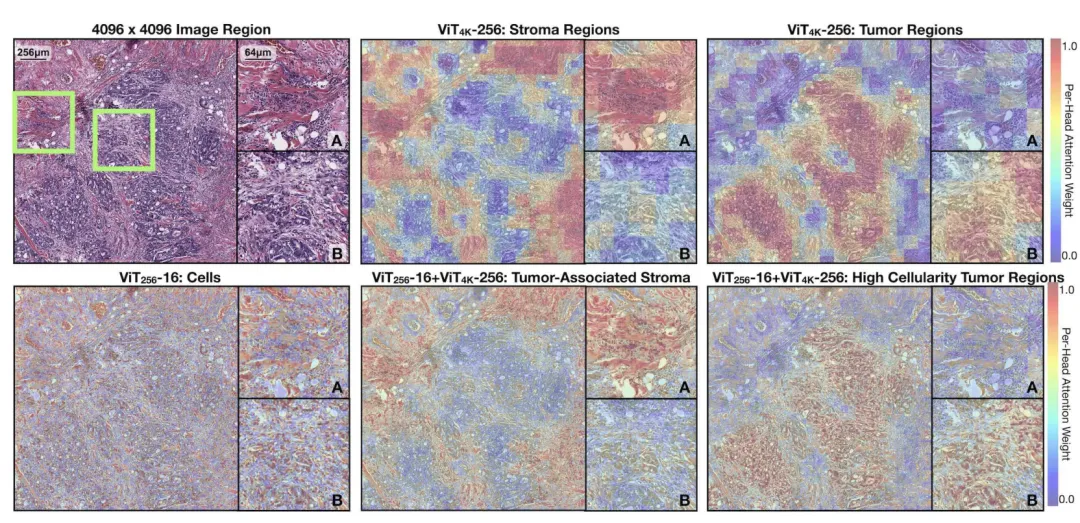 基于分层自监督学习将视觉Transformer扩展到千兆像素图像