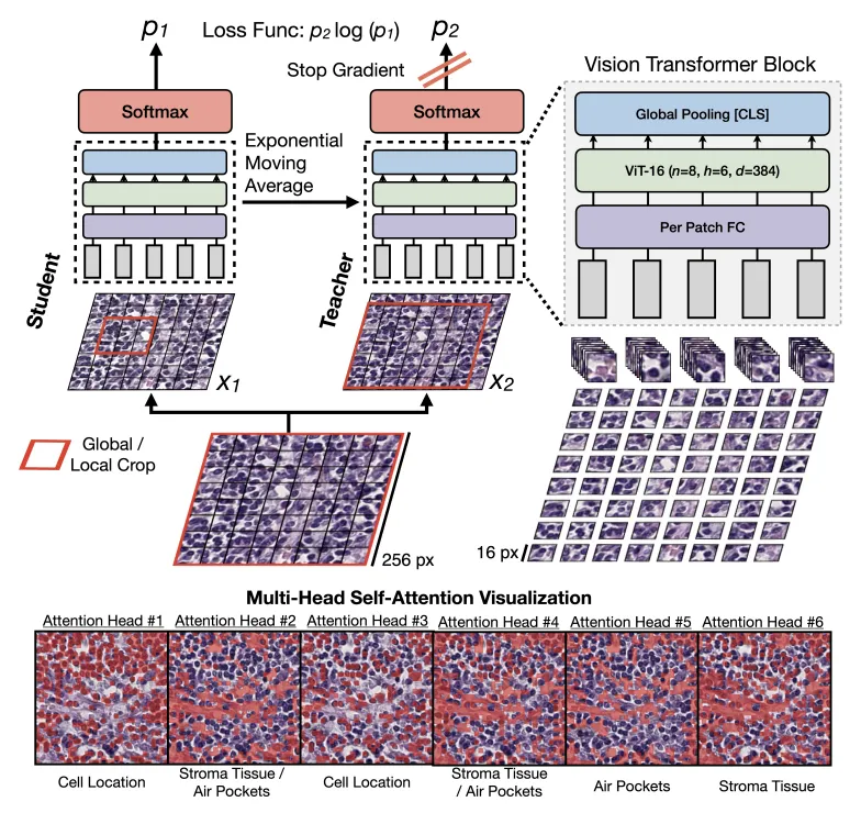 基于分层自监督学习将视觉Transformer扩展到千兆像素图像