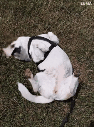 AI在用 | 鳌拜和韦小宝秀恩爱、奥特曼和黄仁勋打起来,Luma翻车离谱到可爱