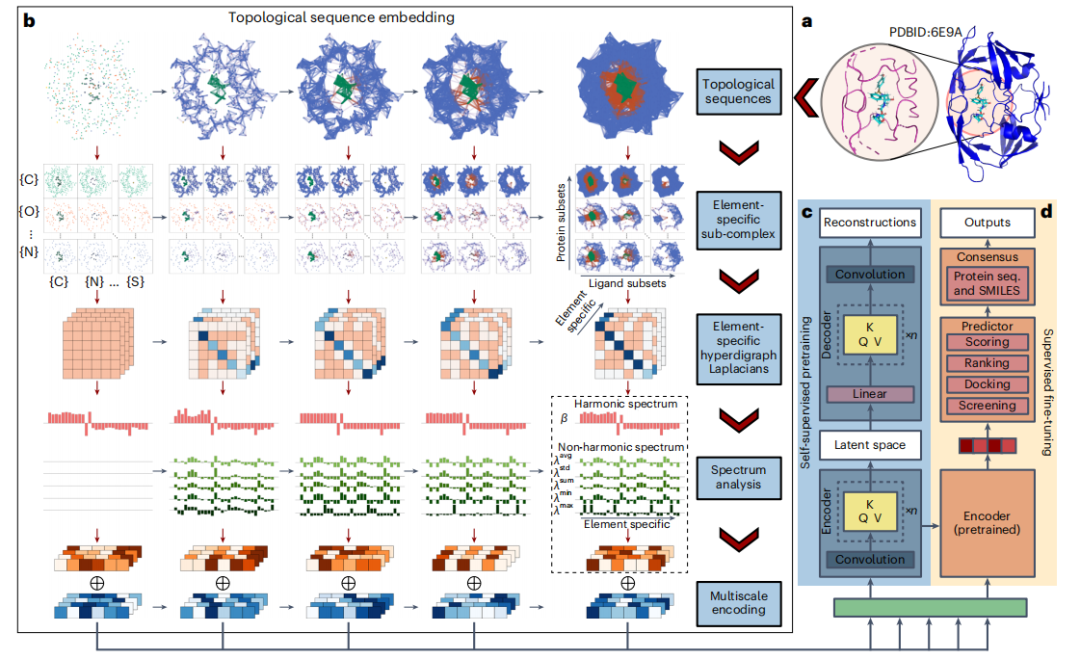 登Nature子刊,拓扑Transformer模型进行多尺度蛋白质-配体互作预测,助力药物研发