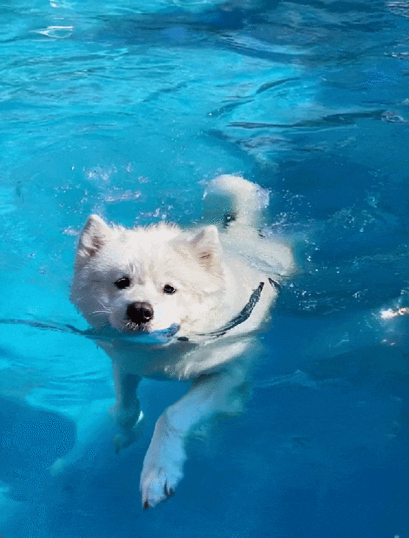 70万人争先体验！视频生成新王者「可灵AI」又双叒升级了