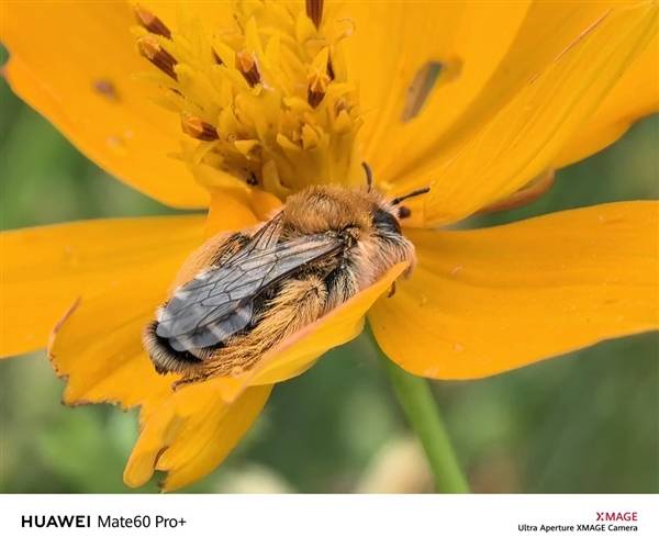 华为Mate 60系列来袭!4999元起,老用户有话说?