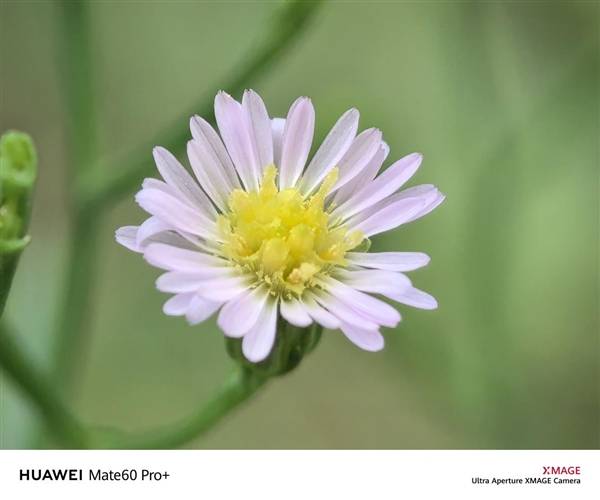 华为Mate 60系列来袭!4999元起,老用户有话说?