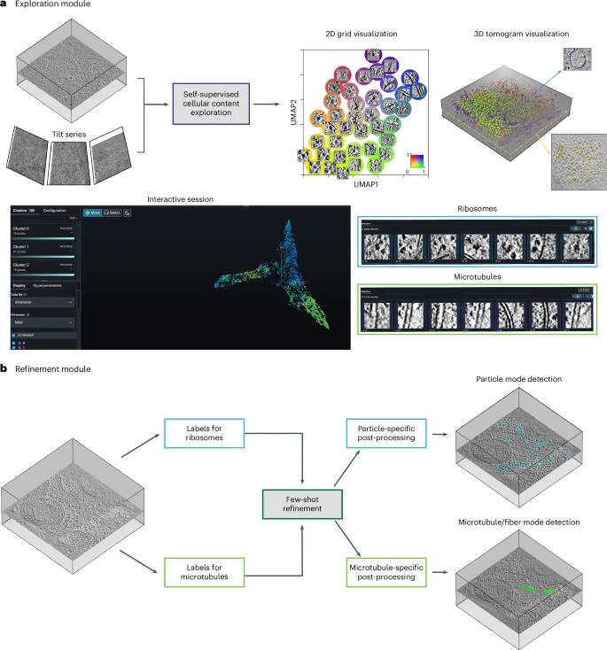 更简单、更清晰,解析核酸、蛋白、细胞等结构,AI实现快速分子模式挖掘