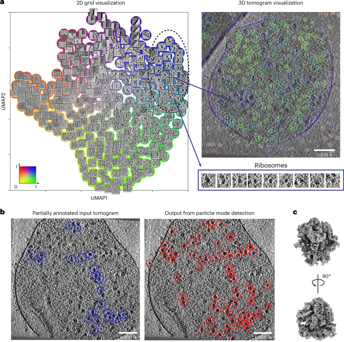 更简单、更清晰,解析核酸、蛋白、细胞等结构,AI实现快速分子模式挖掘