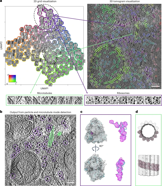 更简单、更清晰,解析核酸、蛋白、细胞等结构,AI实现快速分子模式挖掘