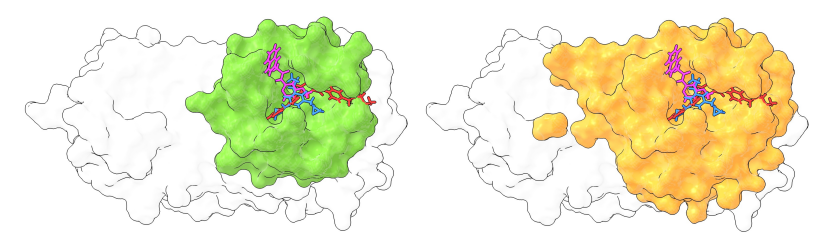 准确、高效、物理有效,中科大、北大提出「两段式」分子对接统一框架DeltaDock
