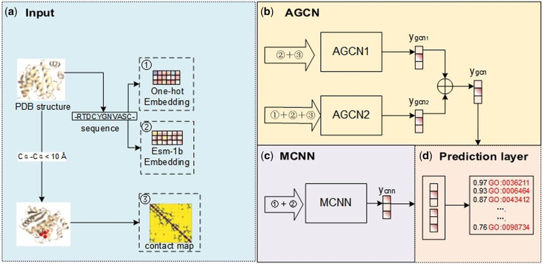 从结构准确预测蛋白质功能,东北大学「CNN+GCN」统一框架,优于现有方法