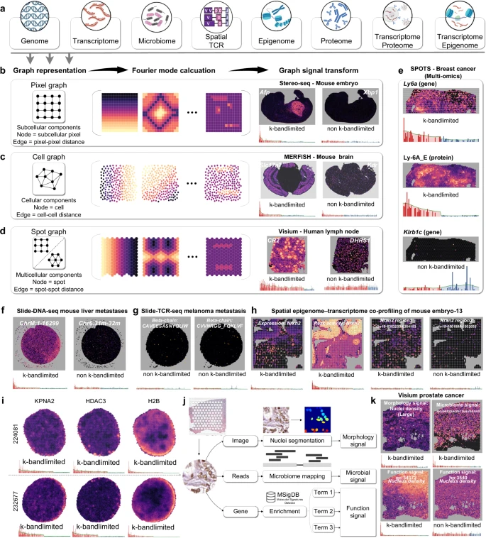 效率提高近百倍，山大团队AI新方法解析复杂器官空间组学，登Nature子刊