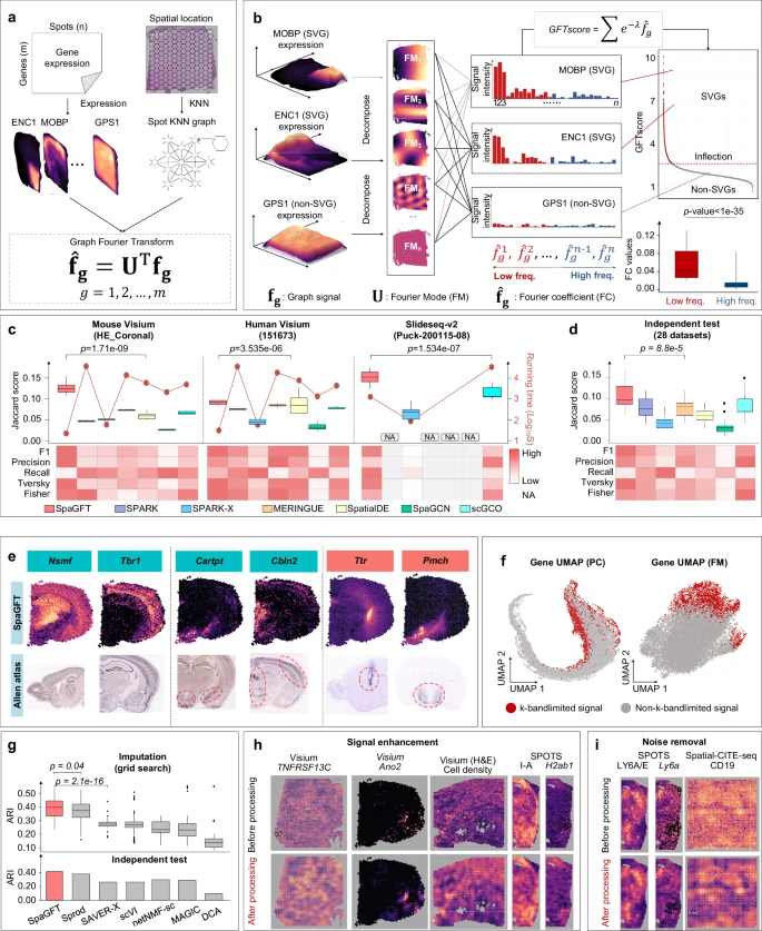 效率提高近百倍，山大团队AI新方法解析复杂器官空间组学，登Nature子刊