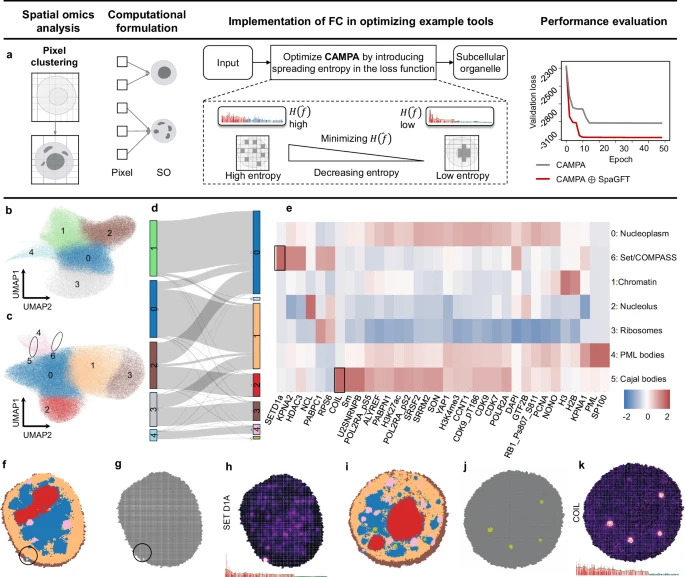 效率提高近百倍，山大团队AI新方法解析复杂器官空间组学，登Nature子刊