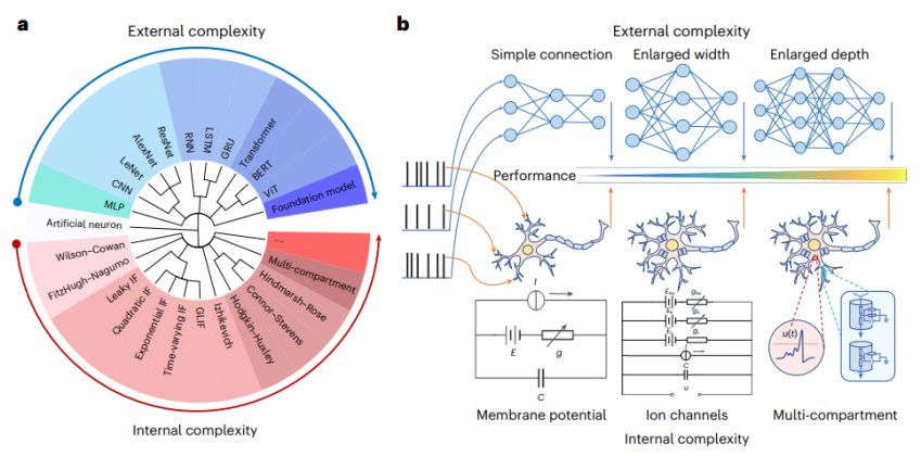 Nature子刊 | 基于内生复杂性，自动化所新类脑网络构筑人工智能与神经科科学的桥梁
