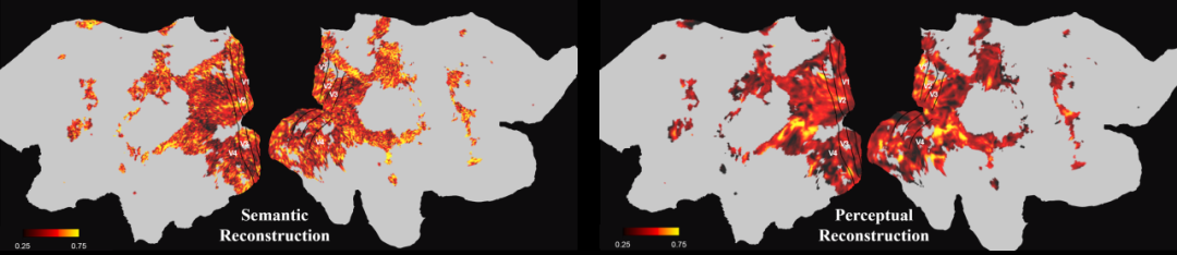 NeurIPS 2024 Oral | 还原所见!揭秘从脑信号重建高保真流畅视频