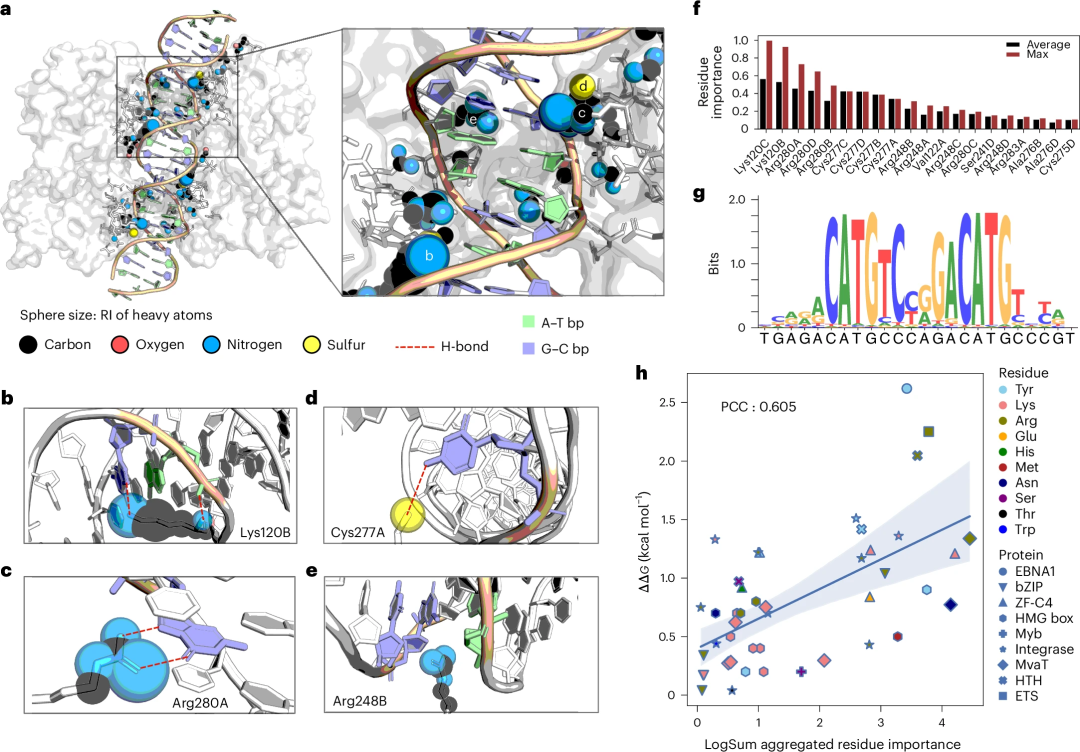 预测蛋白质-DNA结合特异性,南加州大学团队开发几何深度学习新方法