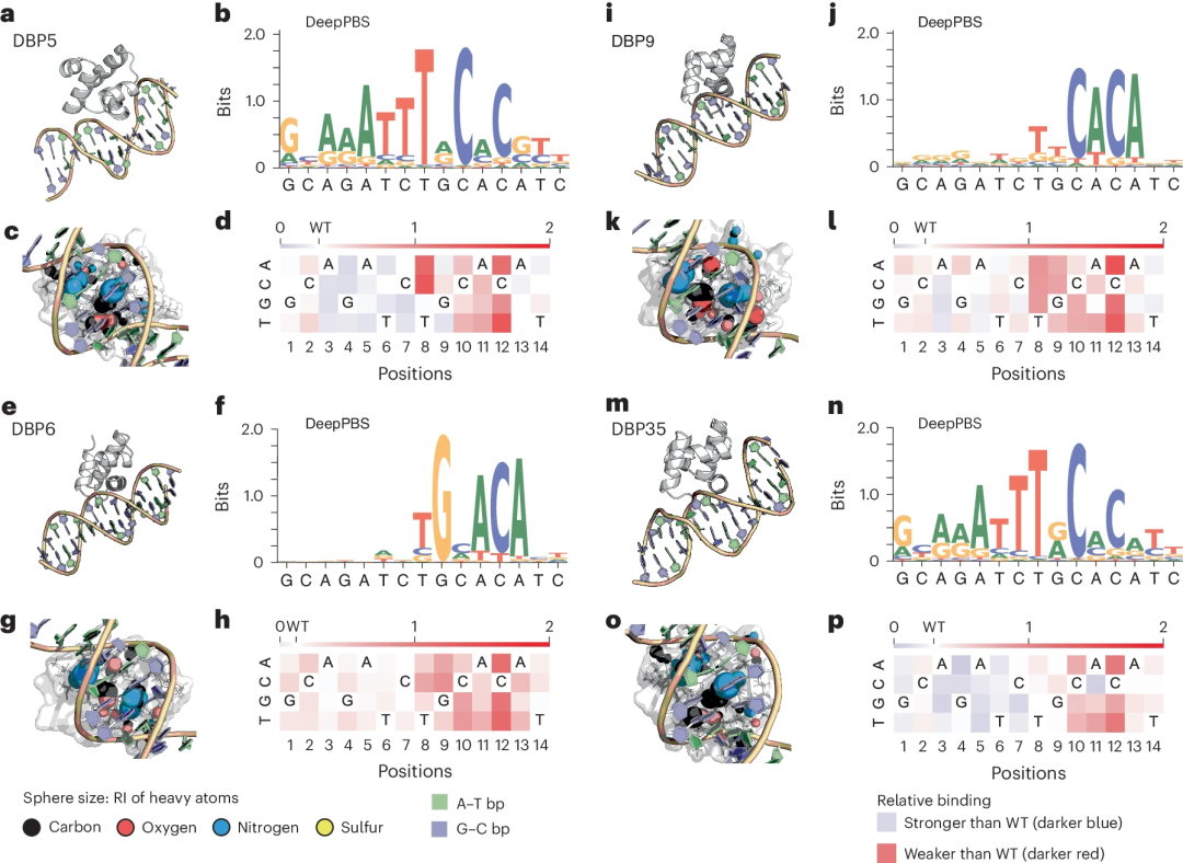 预测蛋白质-DNA结合特异性,南加州大学团队开发几何深度学习新方法
