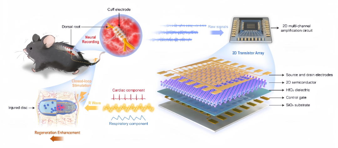 复旦大学科研团队在二维超灵敏电路助力感觉神经-机器接口开发方面取得突破