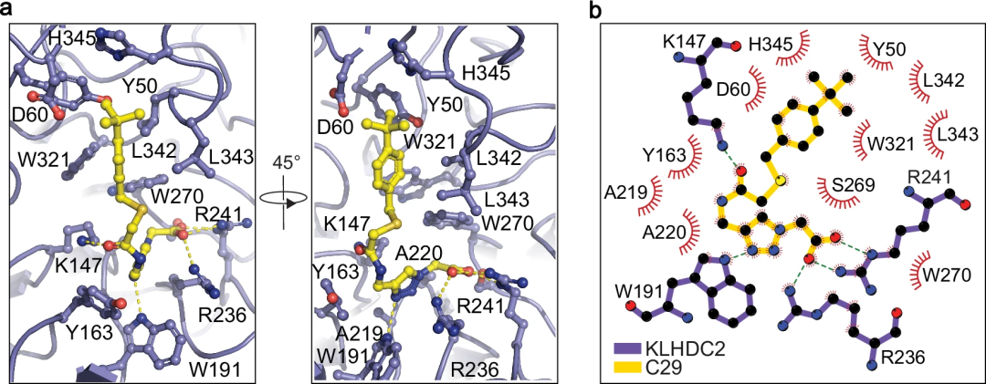 筛选数十亿化合物库,华盛顿大学药物AI虚拟筛选平台,登Nature子刊