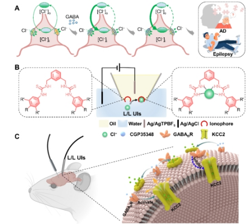 中国科学院开发出液/液界面超微离电器件 实现脑内抑制性神经信号动态监测