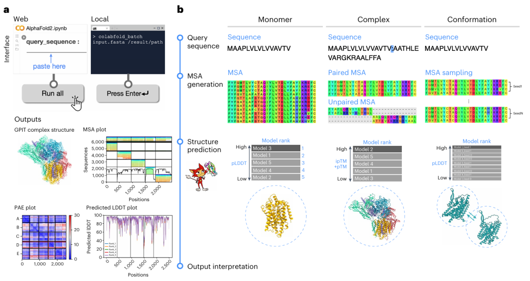 不懂AI、不会编码?如何轻松拿捏AlphaFold准确预测蛋白结构