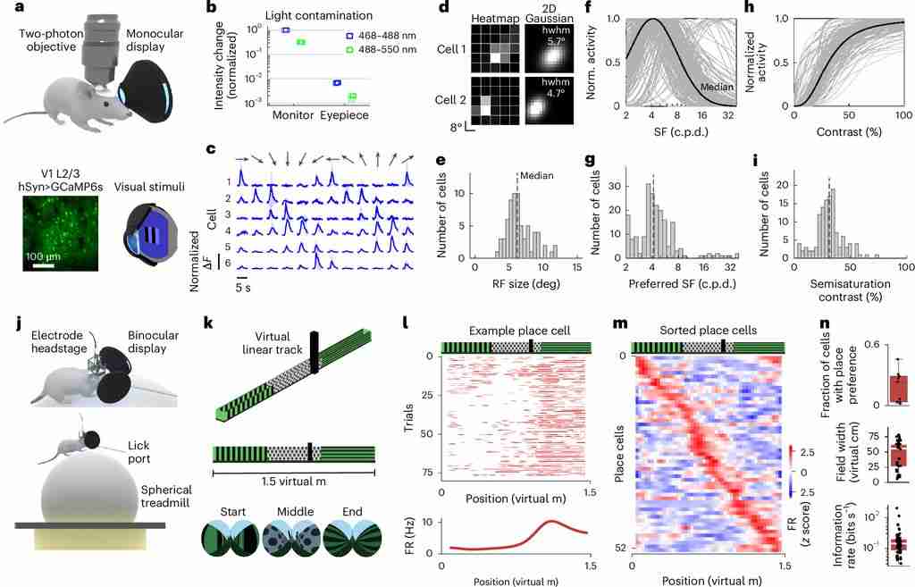 为老鼠戴上 VR 头显,探索大脑奥秘的新利器