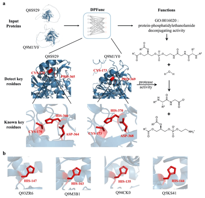 准确预测蛋白质功能新SOTA,中南大学推出全新深度学习模型,登Nature子刊