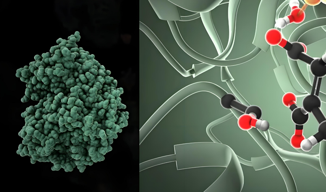 活性提高42倍，ML引导的无细胞表达加速酶工程，登Nature子刊