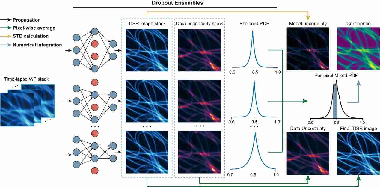 清华大学戴琼海团队与生命学院李栋课题组合作开发置信度可量化的时序显微图像超分辨方法