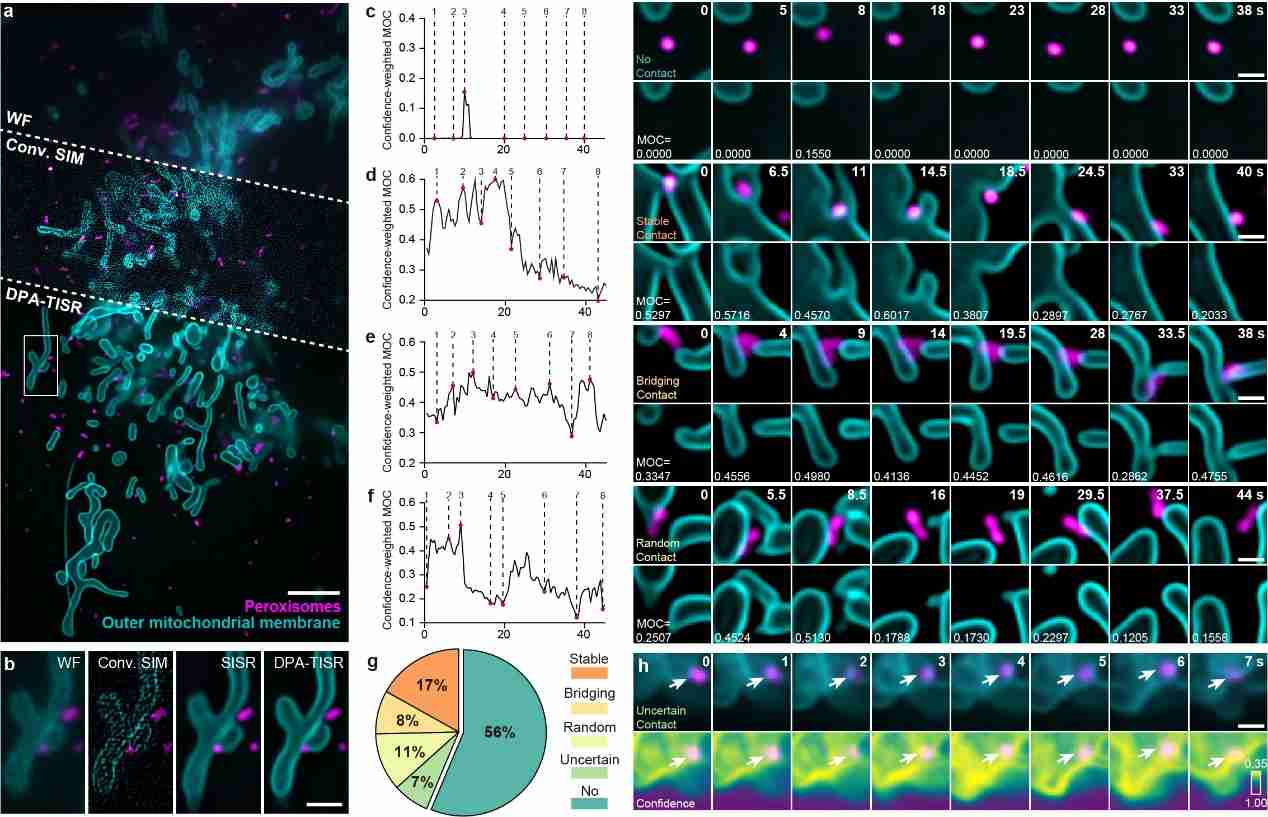 清华大学戴琼海团队与生命学院李栋课题组合作开发置信度可量化的时序显微图像超分辨方法