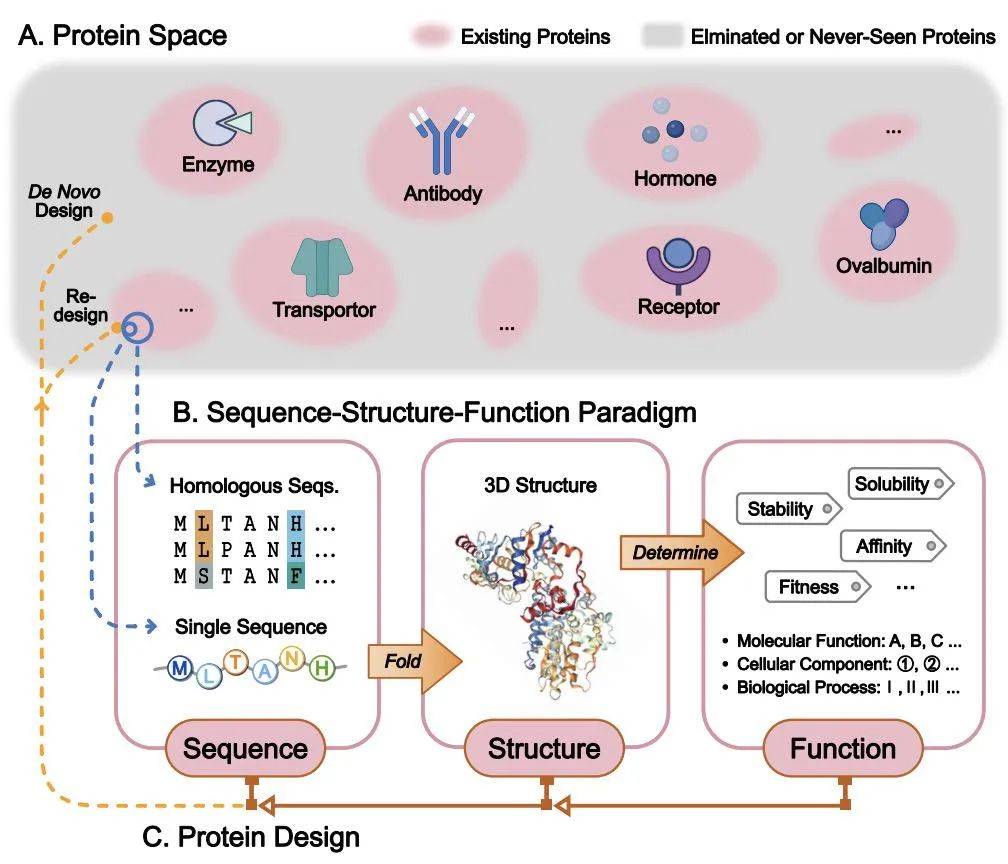 蛋白质序列-结构-功能范式