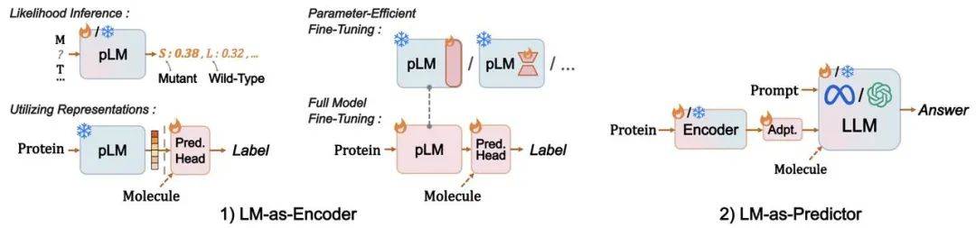 基于pLMs的蛋白质功能预测技术方案
