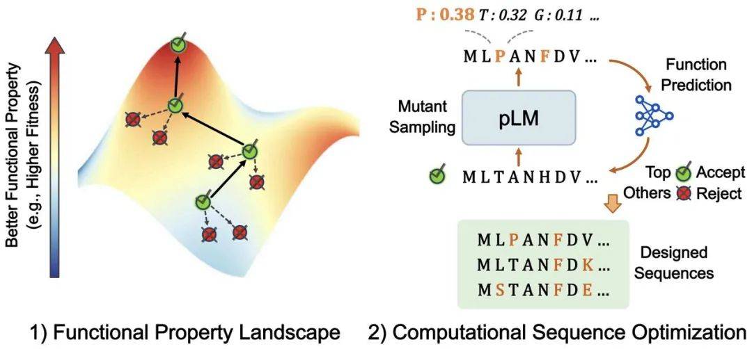蛋白质重新设计
