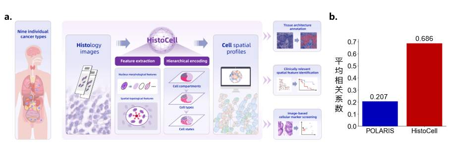 自动化系李梢课题组提出推断病理影像微观信息新算法