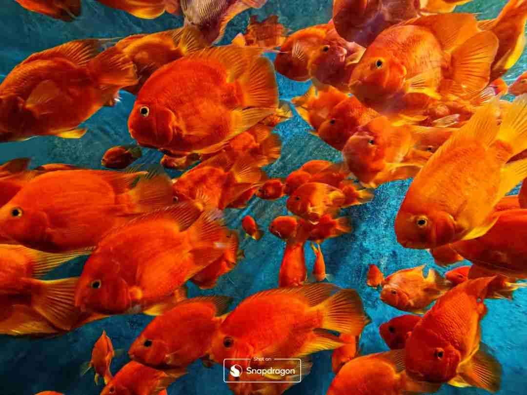 触手可及的终端侧AI，带来移动影像的更多可能