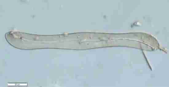 打开了生态盲盒！上海发现了神秘生物！中国从未记录