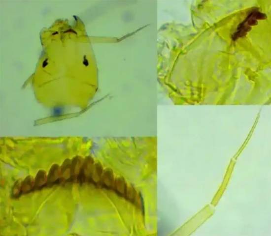 上海生态盲盒惊现神秘生物，未记录新发现