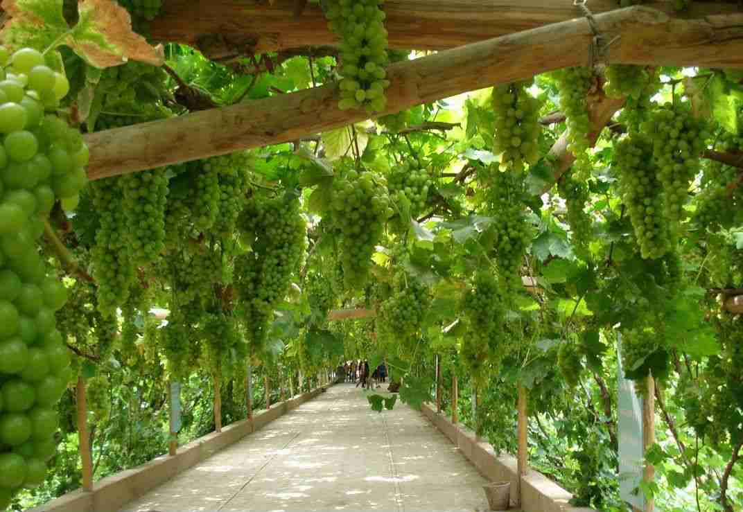 县城用APP卖水果蔬菜：来看“果蔬园”APP如何解决农产品销售难的问题