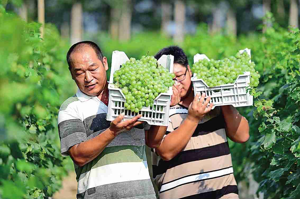 县城用APP卖水果蔬菜：来看“果蔬园”APP如何解决农产品销售难的问题