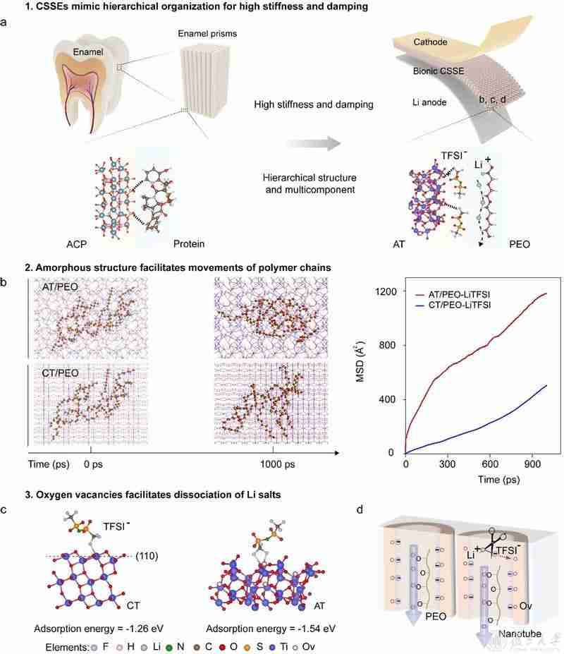 复旦大学赵婕课题组开发多尺度工程仿生固态电解质，打破刚度-阻尼权衡