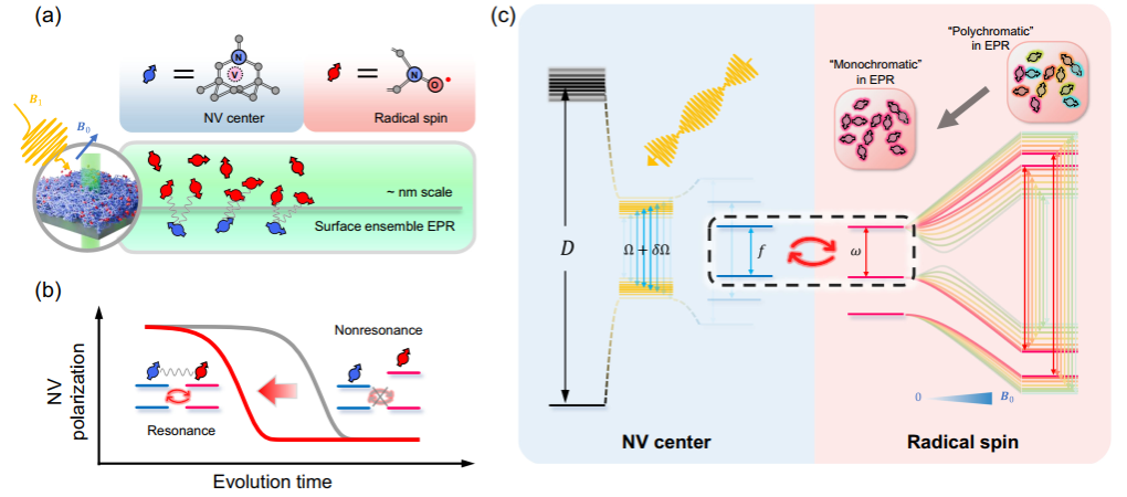 金刚石量子传感加速，中国科大电子顺磁共振谱学探测