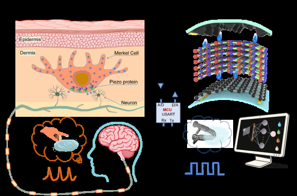 超低噪声准二维隧穿传感器应用于精细触觉识别研究取得进展