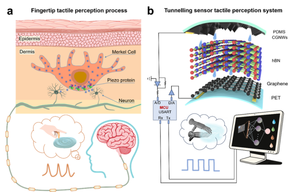 超低噪声准二维隧穿传感器在触觉识别研究中突破