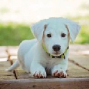 Place Puppy Image Generator