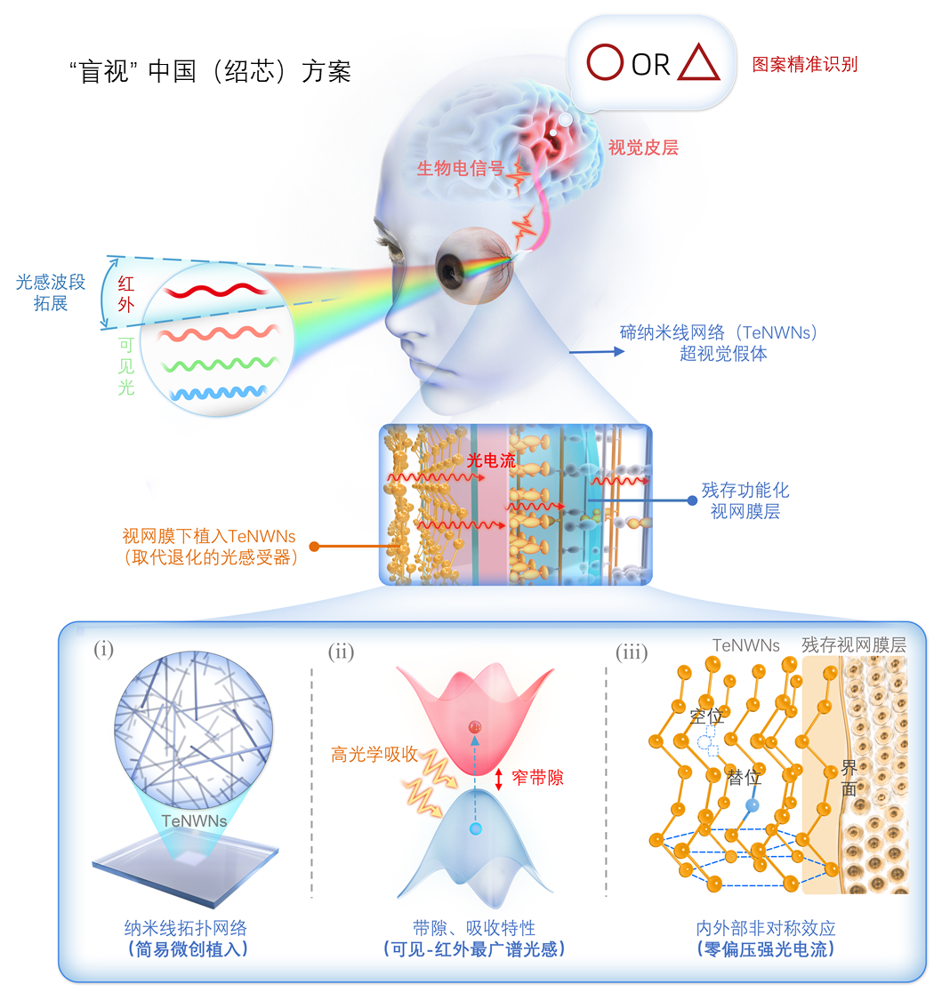 《Science》重磅！绍芯实验室超视觉假体研发成功