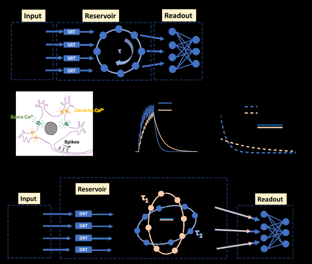 中国科大在类脑智能神经形态器件领域取得新进展