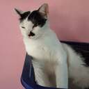 RennyCat Extension Pack