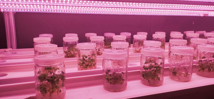 “多多农研科技大赛”新赛季揭晓初赛四强，拼多多“千亿扶持”加速农业科技产业化