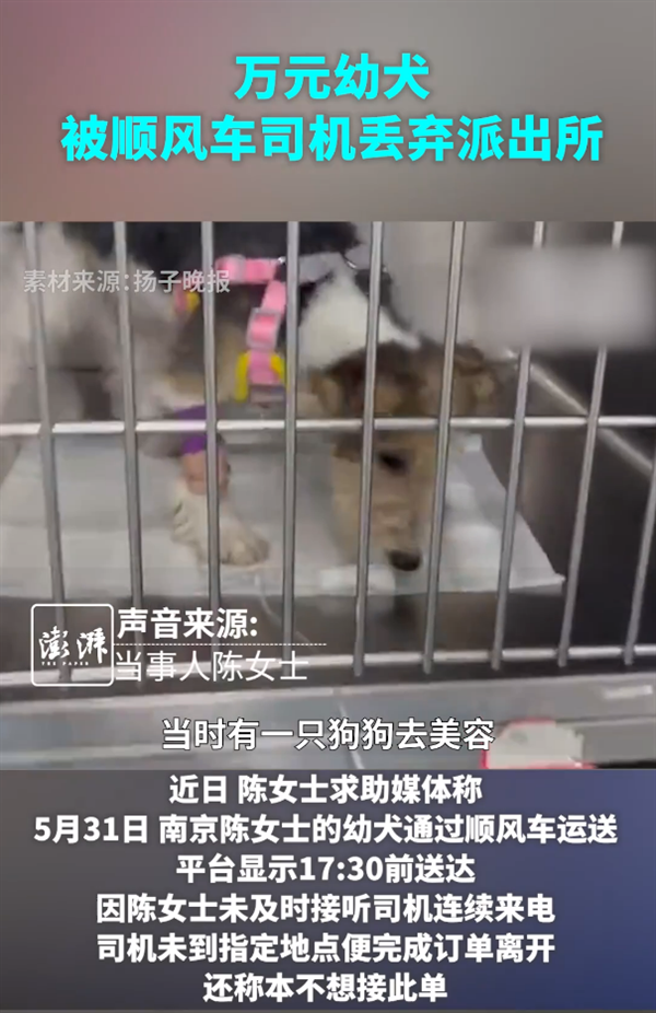 女子用顺风车托运万元幼犬 被司机丢弃未送达 平台客服被指不作为