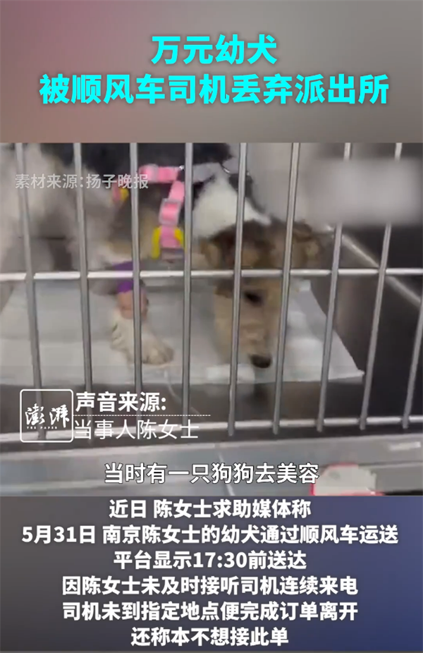 女子顺风车托运幼犬遭丢弃平台客服引争议