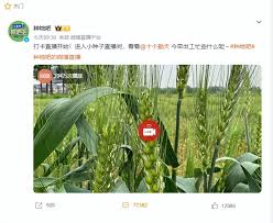 种地吧直播平台和观看方法