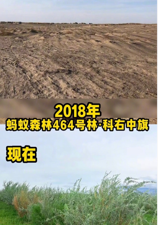 马云参观蚂蚁森林 树已经长得比他高了 他边吃西瓜边和种树人唠嗑